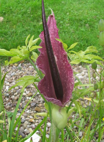 Arum dracunculus